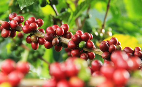 OMGOI Coffee helps conserve forest resources